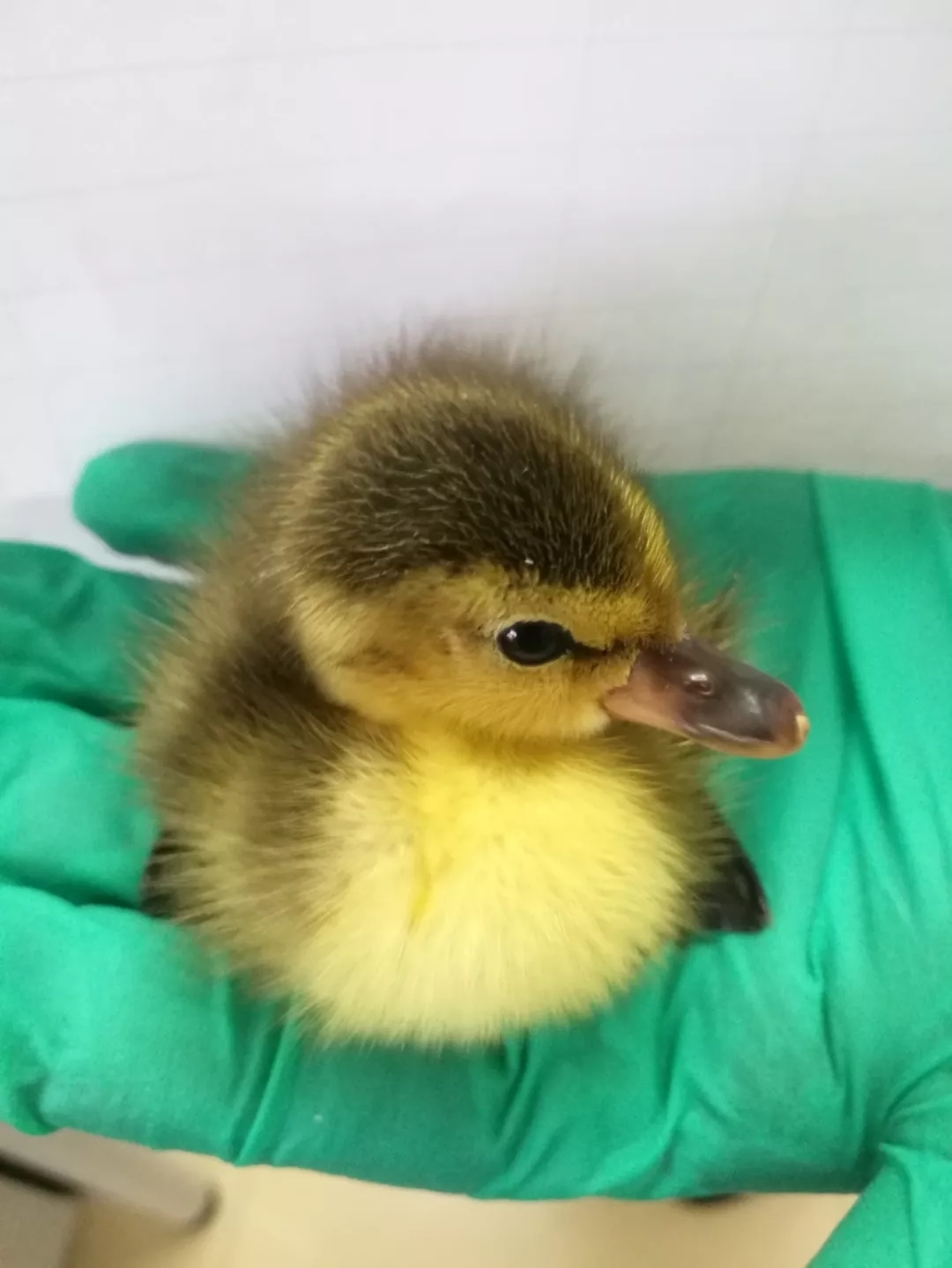 微信图片_20200115130002.jpg 微信图片_20200115130002.jpg